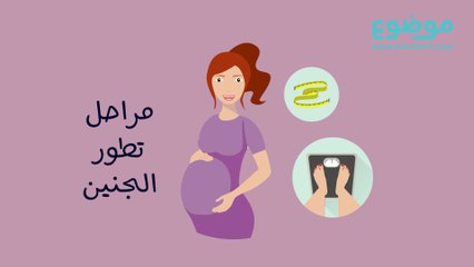 مراحل تطور الجنين