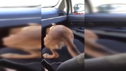 Eskişehir Otomobildeki 670 Gram Toz Esrarı 'Lady' Buldu