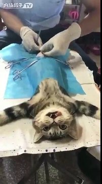 แมวทำหมัน - cat discover castration