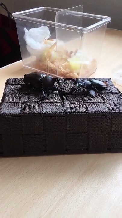 ด้วงต่อสู้ - beetle fight