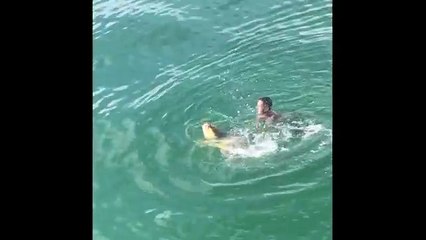 Il se jette à leau pour secourir une tortue marine