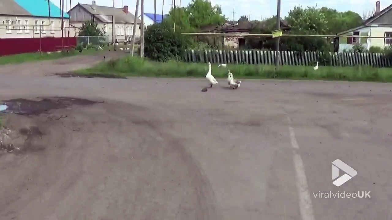 ห่านปกป้องเม่น - geese escort hedgehog