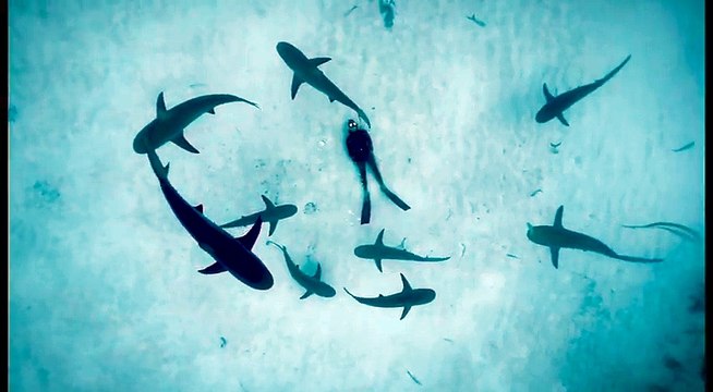 Les images magnifiques d'un plongeur couché au fond de l'eau entouré de requins!