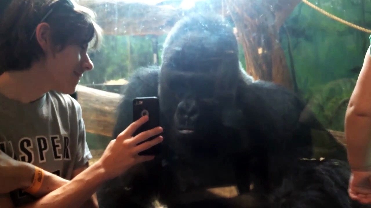 Cet homme montre des photos de gorilles à un gorille dans un Zoo