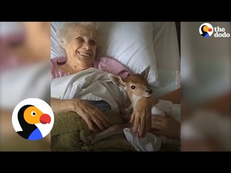 Baby Deer Brings Happiness To Everyone He Meets _ The Dodo