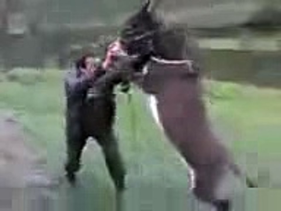 damn wild man knock out donkey fight with animal - YouTube