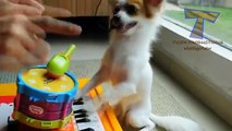 Funny animals playing instruments - Cute and funny animal Whatsapp compilation