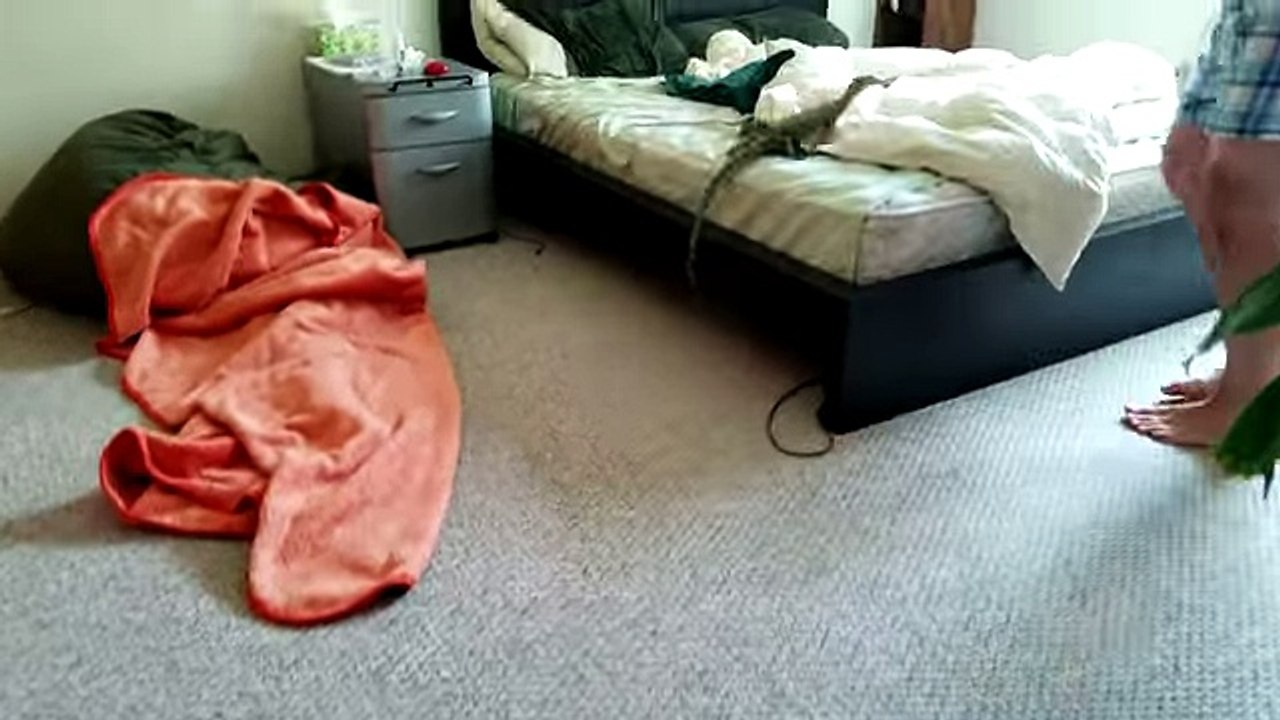 Pazuzu is chasing the phone charger - Animal chasing the phone charger Whatsapp Funny Video