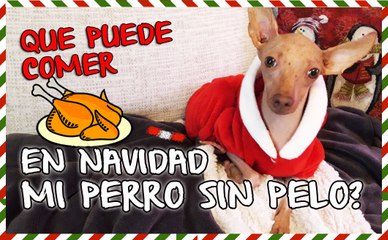 QUE PUEDE COMER MI PERRO SIN PELO EN NAVIDAD? - Peruvian Hairlesss Dog from Orgullo Viringo