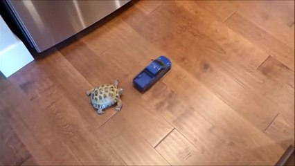 Tortoise chasing toy truck -Animal chasing toy truck Whatsapp Funny Video