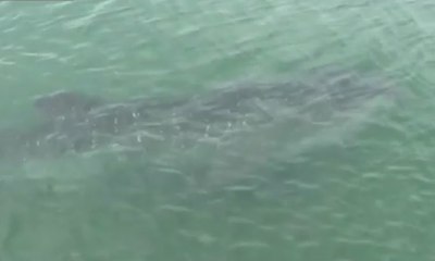 Kemunculan Hiu Tutul di Probolinggo Menarik Minat Pengunjung