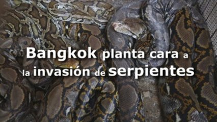 Bangkok planta cara a la invasión de serpientes