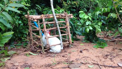 Amazing Quick Rabbit Trap Using PVC With Tree - Catch Rabbit With Live Rabbit Traps That Work 100%
