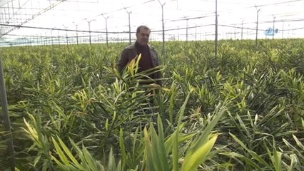 Gazipaşalı Üretici Türkiye'nin İlk Zencefil Üretimini Yaptı