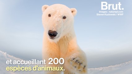 L'administration Trump veut ouvrir une réserve naturelle d’Alaska à l'exploitation pétrolière
