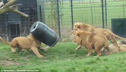 Lion gets head stuck in bucket after reaching for food