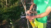 Awesome Quick Bird Perch Snare Trap - That Work 100% The Best Bird Trapping