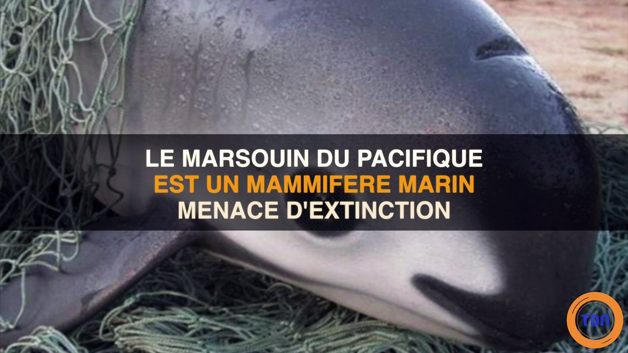 Le plus petit (et mignon) mammifère marin est u...
