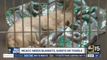 Shelter pets need blankets, sheets and towels in Phoenix