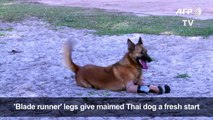 'Blade runner' legs gives maimed Thai street dog new life