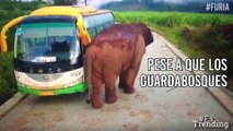 Aterradoras imágenes: un elefante furioso embiste vehículos en una carretera