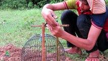 Awesome Quick Bird Trap Using Cage Trap - How To Make Dove Trap With Cage Work 100%