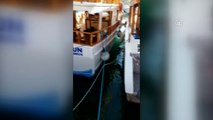 Teknecilerin 'Akdeniz foku' heyecanı - ANTALYA