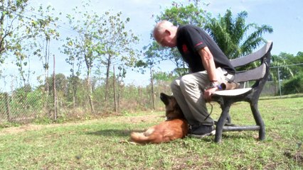 Próteses 'Blade runner' transformam cão mutilado