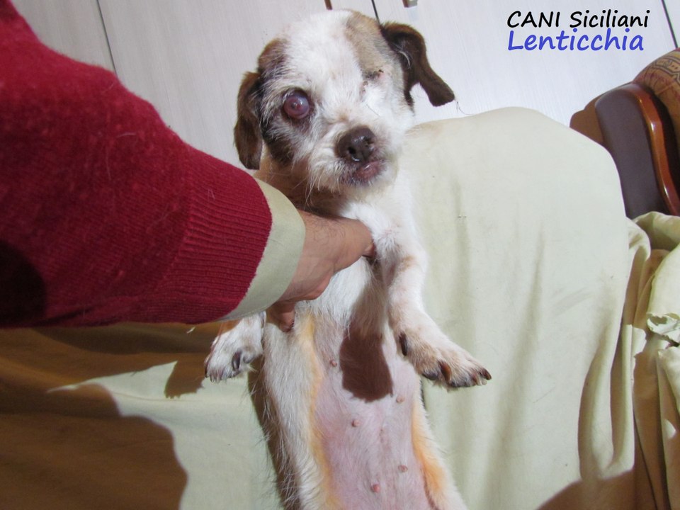 Cucciola cieca