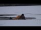Man and Dog Rescued After Falling Through Ice on Lake