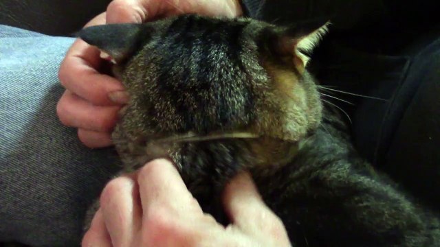 Ce chiropracteur fait craquer le cou d'un chat !