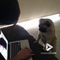 Ce chien est attendrit en regardant une vidéo de chaton sur l'ordinateur !