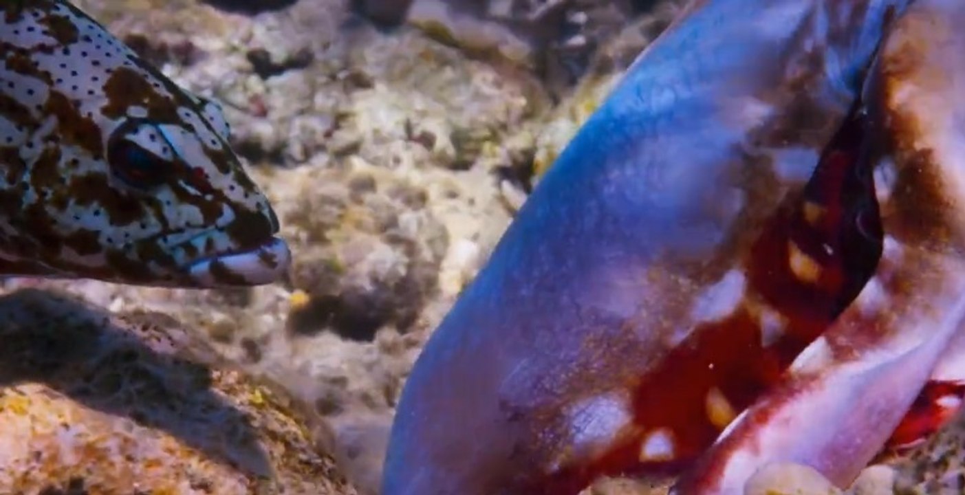 Mercan Lagosu ve Ahtapotun Ortak Balık Avı