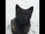Adorable Dog Experiences the Snow