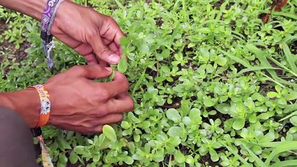 Foraging and Preparing Purslane