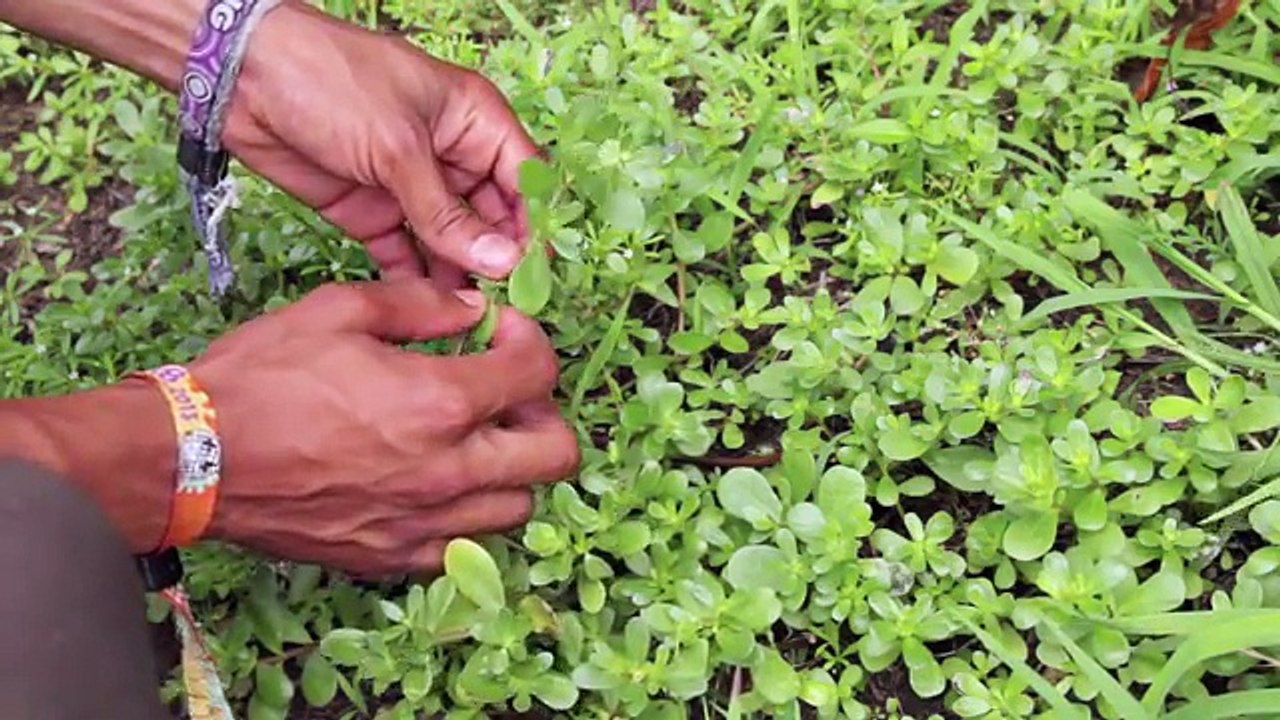 Foraging and Preparing Purslane