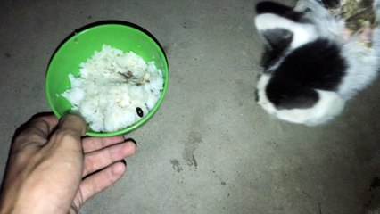 Poor cat broke his leg