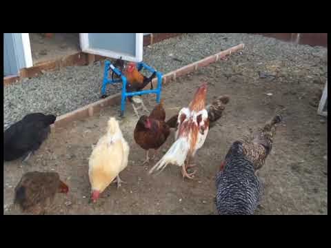 Roo the Rooster Shows Off His Dancing Feet in the Chicken Yard