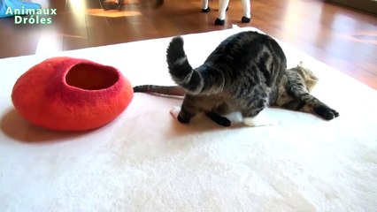 Meilleures Chiens et chats drôles de Janvier 2015 [FULL HD VIDEO]