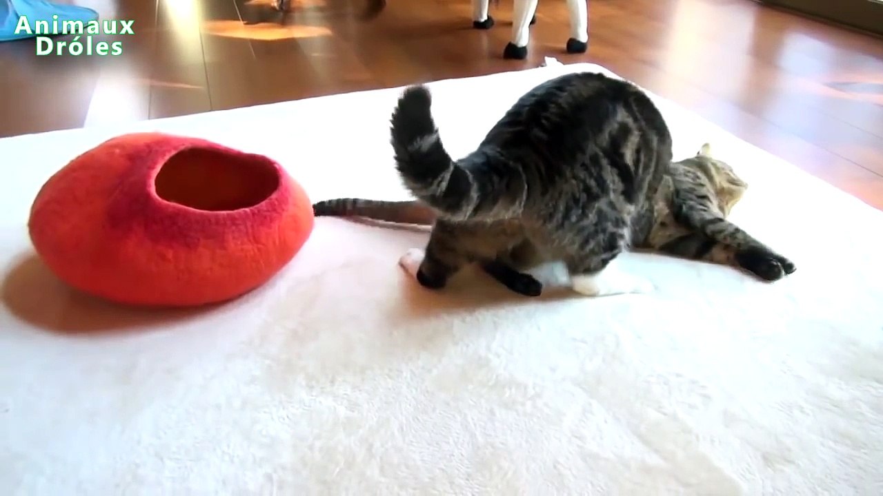 Meilleures Chiens et chats drôles de Janvier 2015 [FULL HD VIDEO]