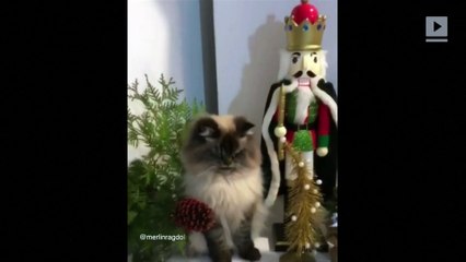 This Cat is Not a Big Fan of Christmas
