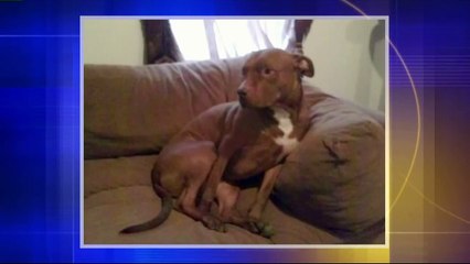 Family Desperate to Find Missing Dog Who Inside Car When it Was Stolen