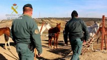 Maltrato animal: Hallan una docena de CABALLOS famélicos y abandonados en Huelva
