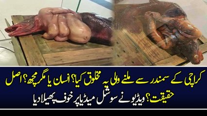 Strange Sea Creature Caught Alive