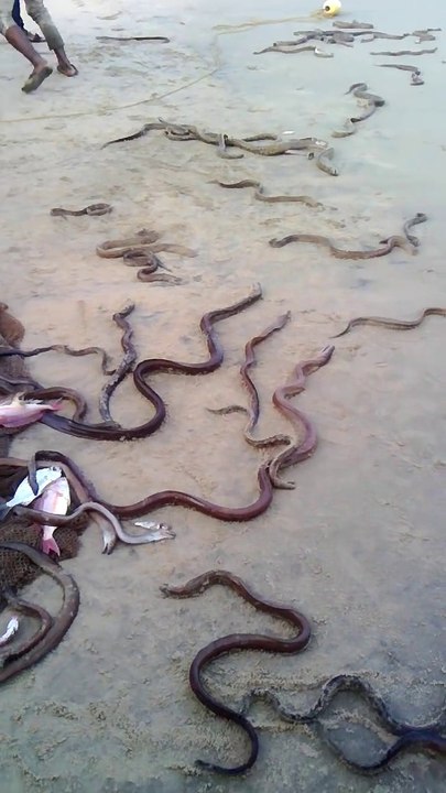 Des milliers de serpents relachés à vizag beach en Inde... Coutume mysterieuse