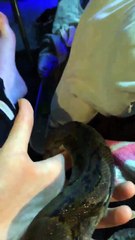 Snake Attempts to Shed on Hand