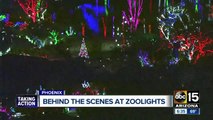 Behind-the-scenes look at Phoenix Zoolights