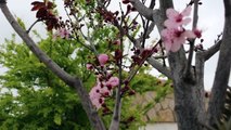 Prunus floreciento y otras cositas...-syWh0wwKMH8