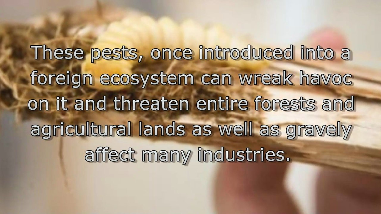 Penalties for Wood Packaging Material Violations