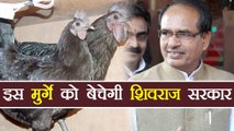 Madhya Pradesh Govt planning to sale kadaknath Chicken | वनइंडिया हिंदी